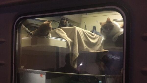 Путешествие с домашними животными - пассажир выкупил все купе для кошек - Sputnik Ўзбекистон