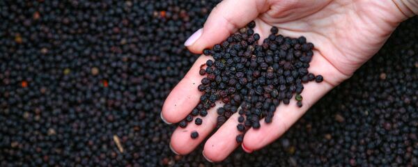 Черный перец Черный перец - Sputnik Ўзбекистон