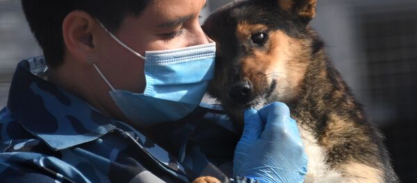 Кинолог с одной из служебных собак породы шалайка кинологического подразделения авиакомпании Аэрофлот в аэропорту Шереметьево - Sputnik Узбекистан