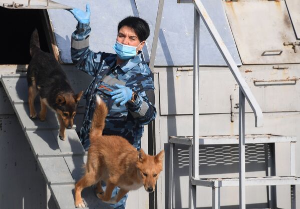 Кинолог во время занятий со служебными собаками породы шалайка кинологического подразделения авиакомпании Аэрофлот в аэропорту Шереметьево - Sputnik Узбекистан