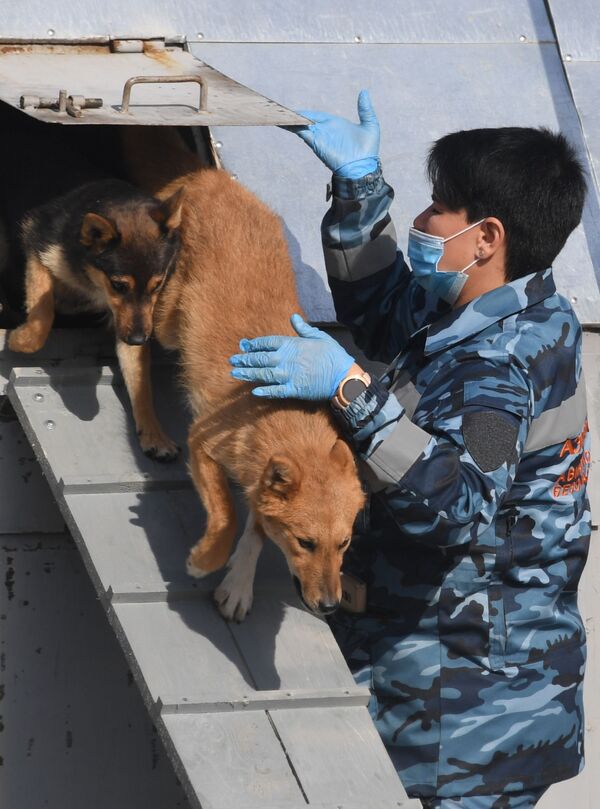 Тренировка служебных собак по выявлению новой коронавирусной инфекции - Sputnik Узбекистан