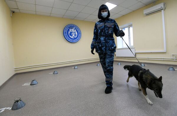 Тренировка служебных собак по выявлению новой коронавирусной инфекции - Sputnik Узбекистан