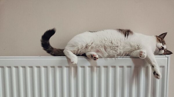 Кошка отдыхает на батарее - Sputnik Ўзбекистон