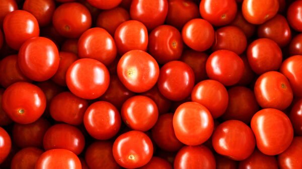 Урожай томатов - Sputnik Ўзбекистон