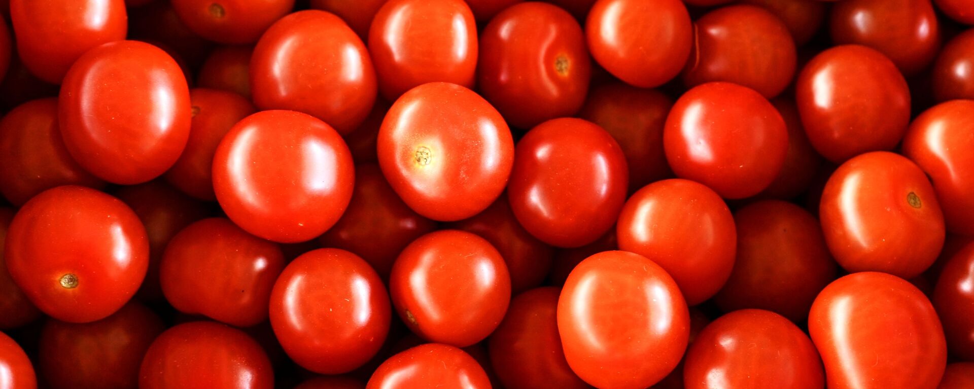 Урожай томатов - Sputnik Узбекистан, 1920, 05.03.2021