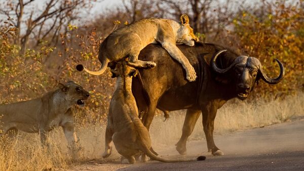 Львы нападают на буйвола. Иллюстративное фото - Sputnik Ўзбекистон