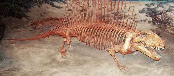 Скелет древного животного - Sputnik Ўзбекистон