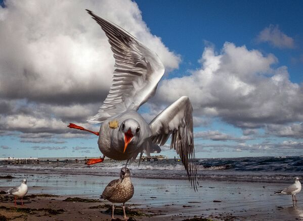 Чайка летит за хлебом на пляже в Германии - Sputnik Узбекистан