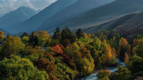 Осенние краски природы: березовая роща под Бишкеком - Sputnik Узбекистан