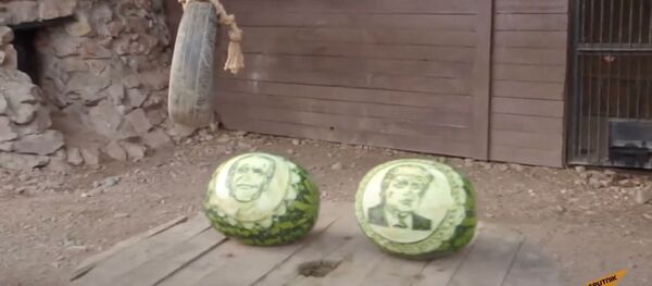 Шуточное голосование: животные предсказали исход выборов в США - Sputnik Узбекистан