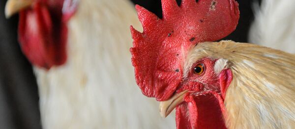 Петухи Петухи - Sputnik Ўзбекистон