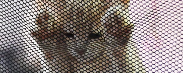 Выставка котят КоШарики Шоу - Sputnik Узбекистан