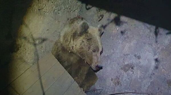 Медведя, бродившего по улицам Ангрена, поймали живым - фото Медведя, бродившего по улицам Ангрена, поймали живым - фото - Sputnik Узбекистан