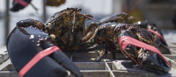 Лобстер - Sputnik Узбекистан