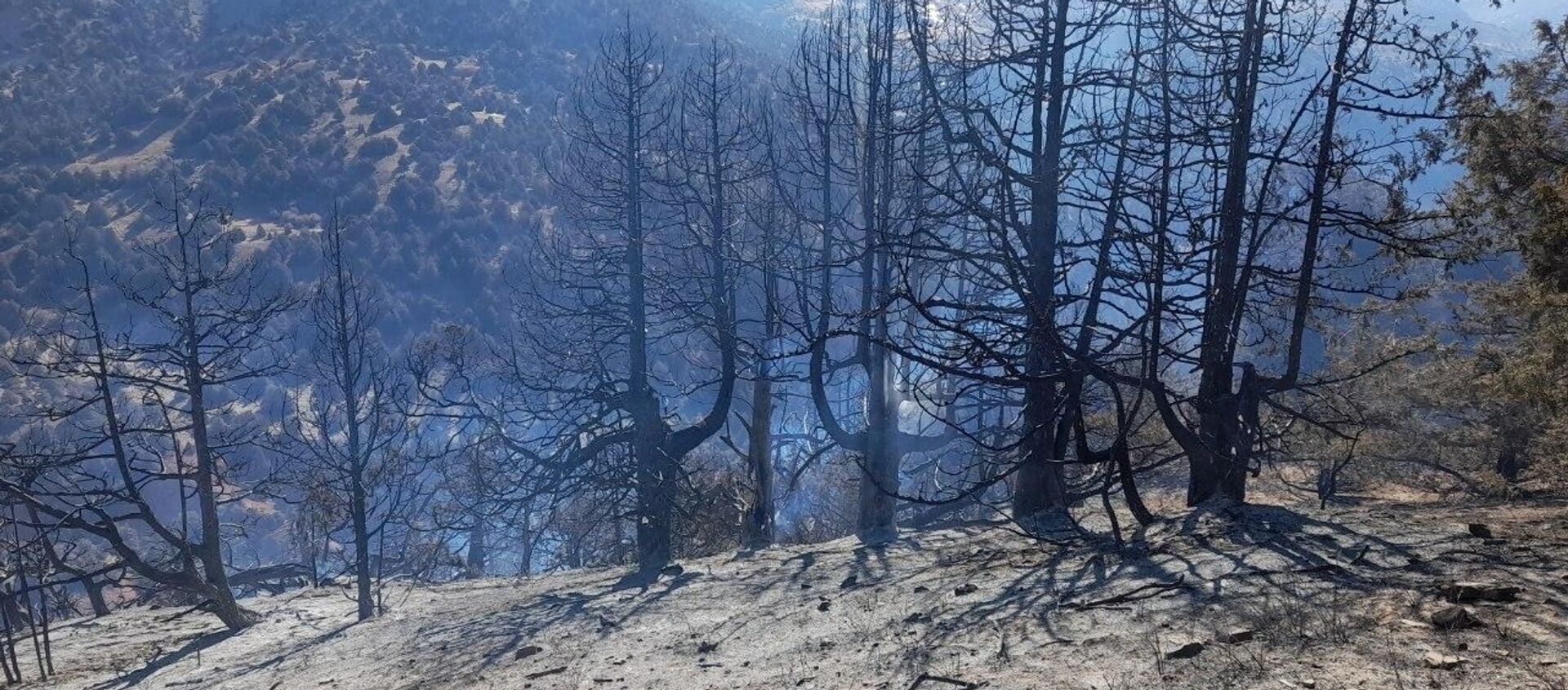 Лесные пожары в Кашкадарьинской области - Sputnik Узбекистан, 1920, 05.11.2020