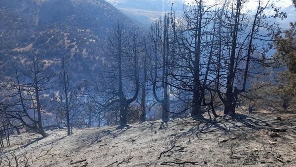 Лесные пожары в Кашкадарьинской области - Sputnik Узбекистан