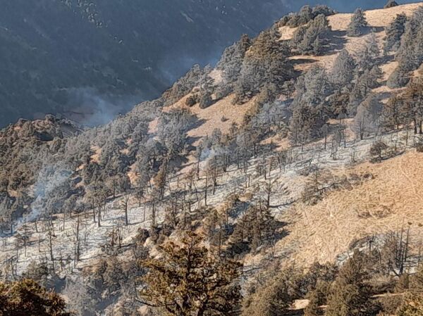 В лесах Кашкадарьинской области вспыхнул пожар - Sputnik Узбекистан