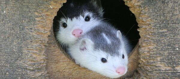 Звероферма по выращиванию лисиц Звероферма по выращиванию лисиц - Sputnik Ўзбекистон