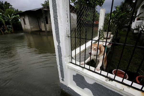 Собака за забором в районе Гондураса, пострадавшем от наводнения - Sputnik Узбекистан