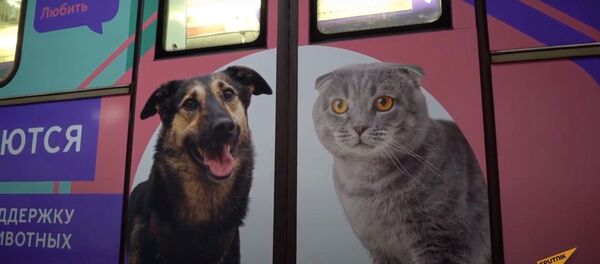 Особенный поезд из московского метро: как проект “Хвосты и лапки” помогает бездомным животным Особенный поезд из московского метро: как проект “Хвосты и лапки” помогает бездомным животным - Sputnik Узбекистан
