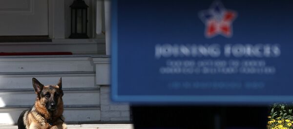 Собака - Sputnik Узбекистан