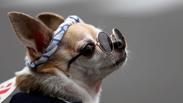 Собака в костюме и в очках во время фестиваля Sanja Matsuri в Токио - Sputnik Узбекистан