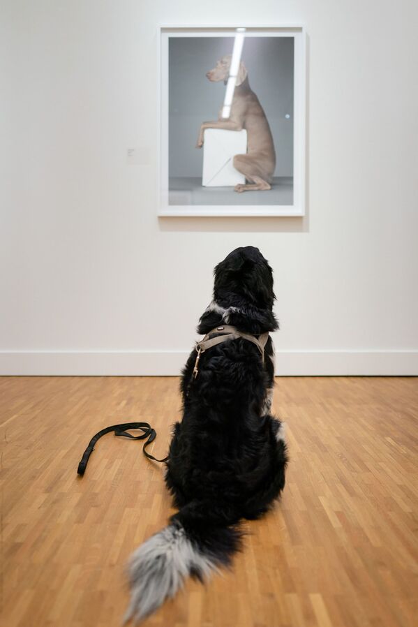 Собака сидит перед картиной в Гаагском музее - Sputnik Узбекистан