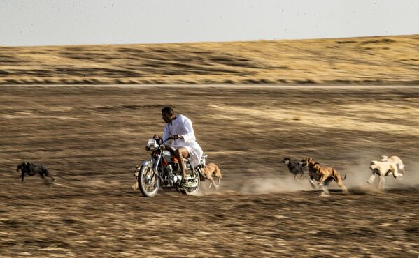 Тренировка собак в Сирии  - Sputnik Узбекистан