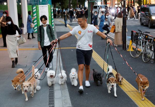 Выгульщик собак в Токио - Sputnik Узбекистан