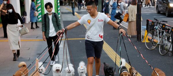 Выгульщик собак в Токио - Sputnik Узбекистан