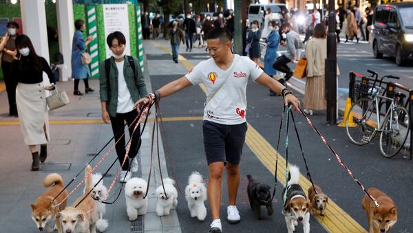 Выгульщик собак в Токио - Sputnik Узбекистан