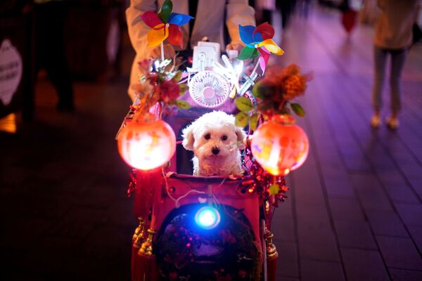Собака в карете на улице в Шанхае, Китай - Sputnik Узбекистан
