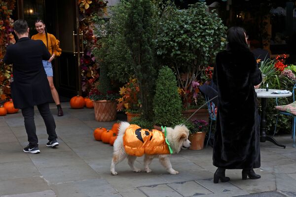 Собака в наряде из тыквы гуляет по Ковент-Гардену, Лондон - Sputnik Узбекистан
