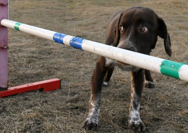 Собака породы спаниель выполняет команду хозяина во время прогулки в Красноярске - Sputnik Узбекистан