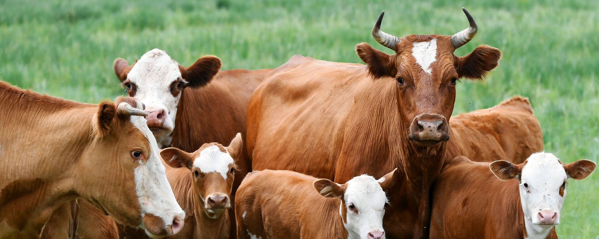 Коровы на пастбище - Sputnik Ўзбекистон, 1920, 18.08.2025