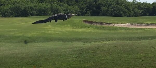 Alligator na territorii golf-kluba vo Floride - Sputnik O‘zbekiston