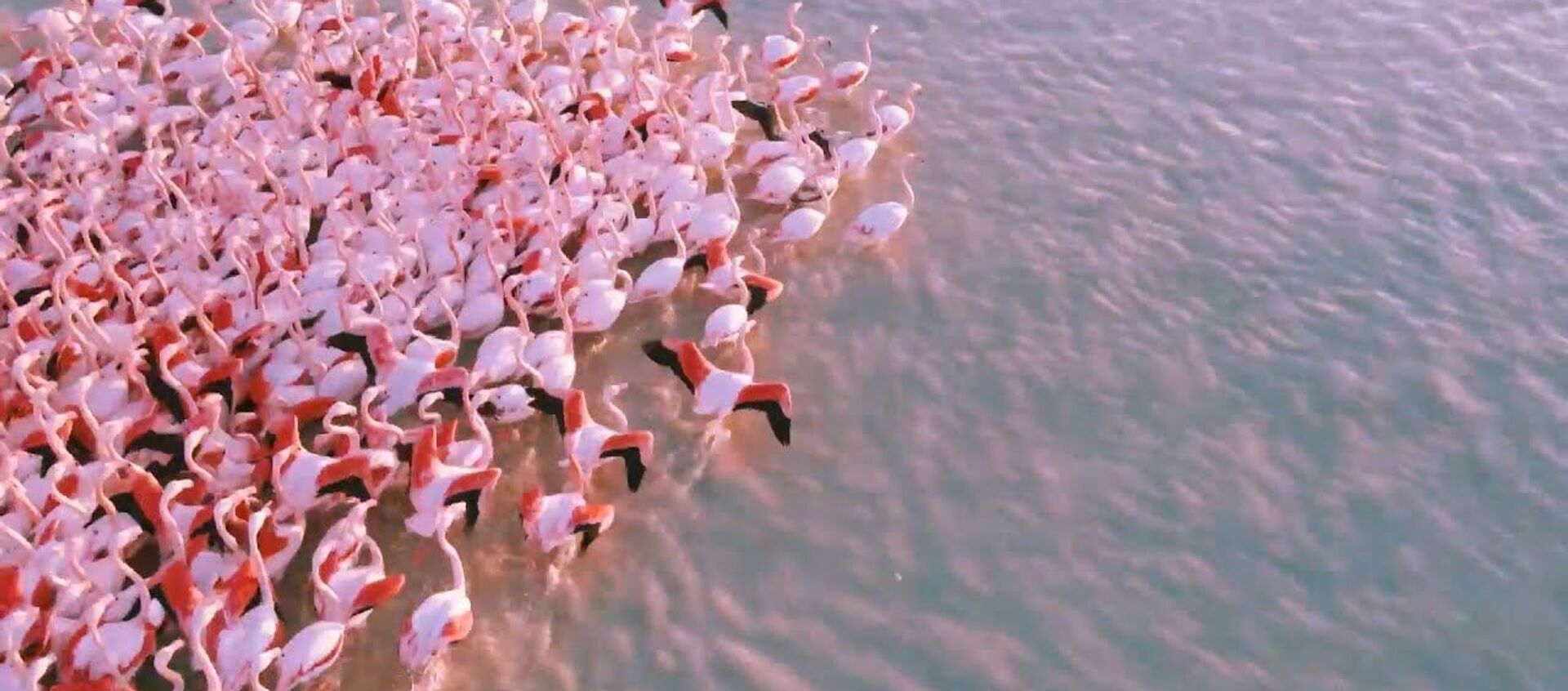 По пути на юг: сотни розовых фламинго остановились на озере в Казахстане - Sputnik Узбекистан, 1920, 17.11.2020