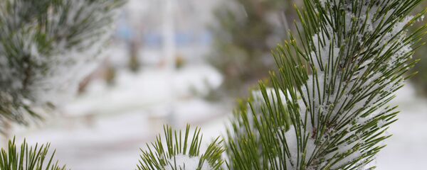 Снег в Узбекистане Снег в Узбекистане - Sputnik Ўзбекистон