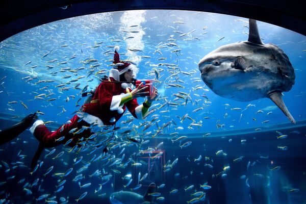 Аквалангист в костюме Санта-Клауса во время кормления рыбы в аквариуме в Японии  - Sputnik Узбекистан