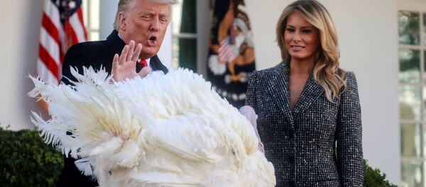 Церемония помилования индейки президентом Дональдом Трампом и Меланией Трамп в Белом доме Церемония помилования индейки президентом Дональдом Трампом и Меланией Трамп в Белом доме - Sputnik Узбекистан
