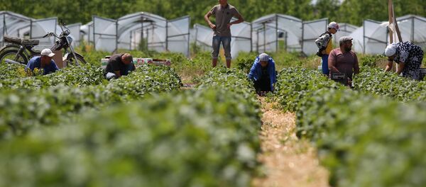 Сбор урожая клубники - Sputnik Ўзбекистон