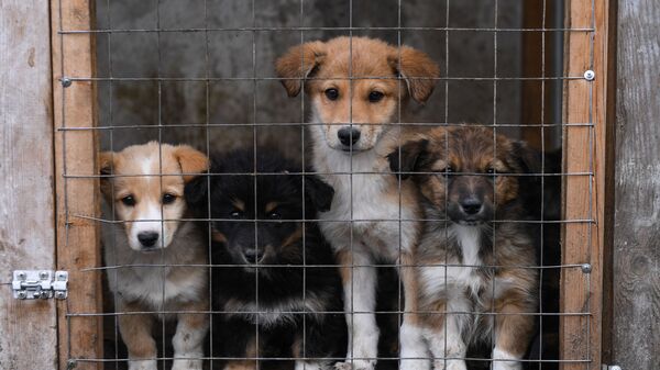 Собаки в приюте - Sputnik Узбекистан