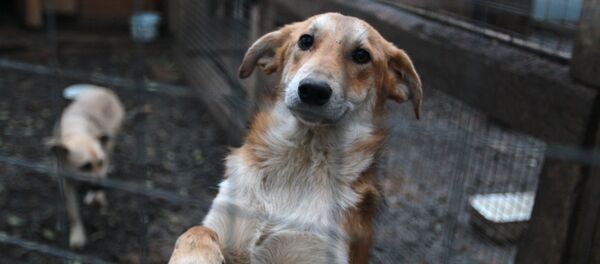 Собаки в приюте для животных - Sputnik Узбекистан