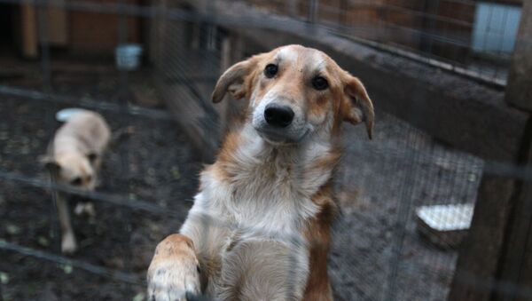 Собаки в приюте для животных - Sputnik Узбекистан