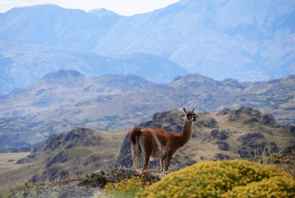 Альпака в горах Патагонии в Чили - обладатель звания World's Leading Green Destination 2020  - Sputnik Ўзбекистон