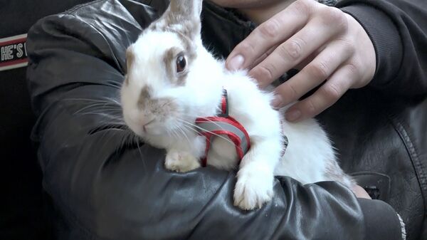 К нам приехал зоопарк: детей-инвалидов навестили пушистые гости — видео - Sputnik Узбекистан