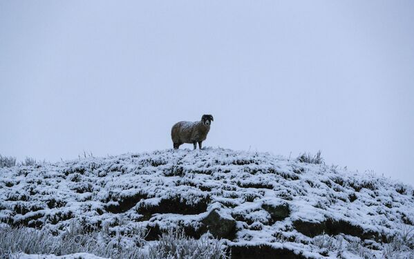  Овца на вершине холма в Северном Йоркшире - Sputnik Ўзбекистон