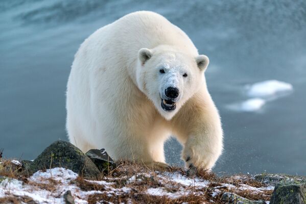 Белые медведи на Чукотке - Sputnik Узбекистан