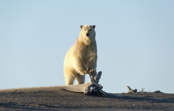 Белые медведи на Чукотке - Sputnik Узбекистан