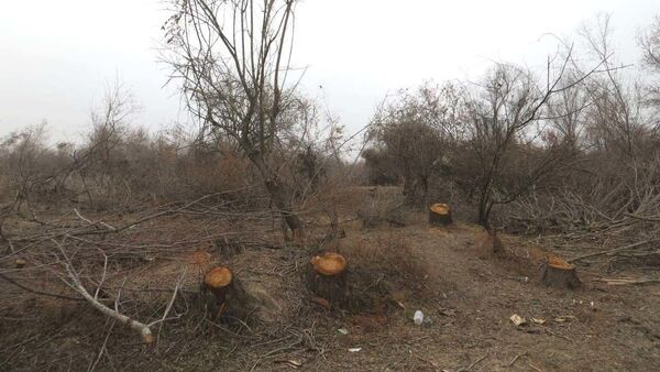 Чирчикский тугайный лес оказался под угрозой вырубки - экологи бьют тревогу - Sputnik Узбекистан
